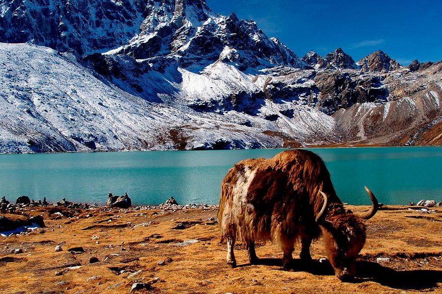 Yak Infront of Gokyo