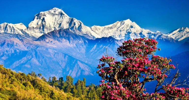 How a Guide Enhances Your Ghorepani Poon Hill Trek