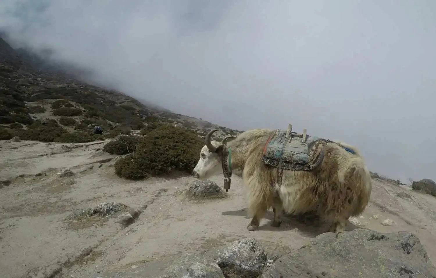 Yak carrying a traditional saddle on a rocky Himalayan trail in Nepal