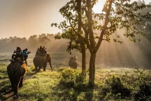 Elephant Ride