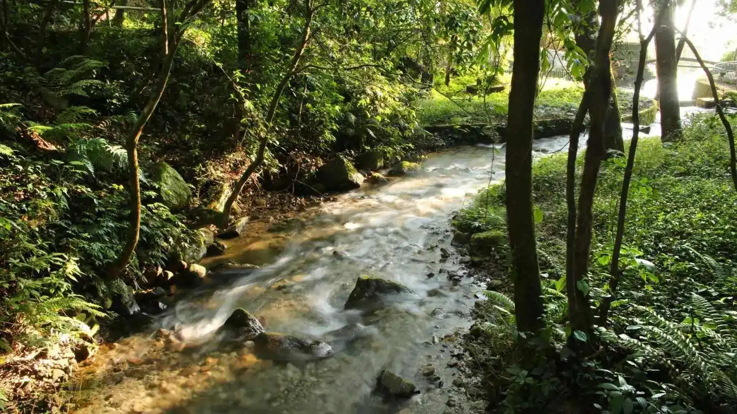 Clear river stream flowing through a lush green forest with rocks and trees in Nepal