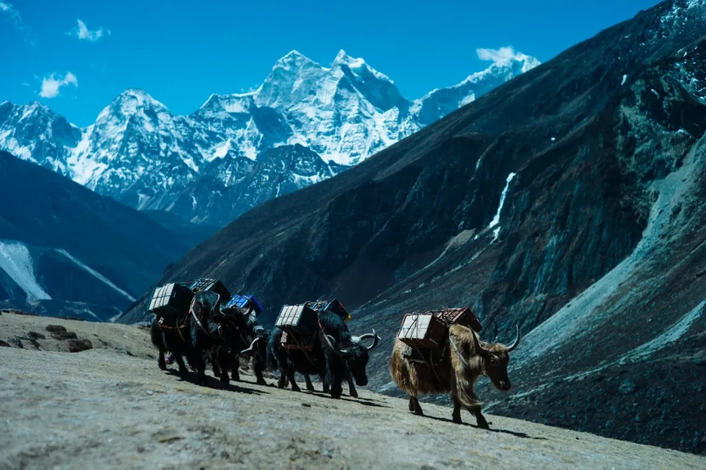 Life at the Top of the World: Animals Found on Mount Everest