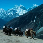 Life at the Top of the World: Animals Found on Mount Everest